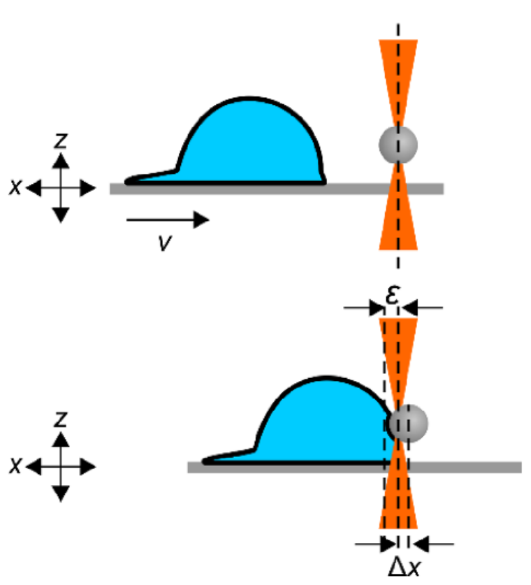 cell_mechanics_derganc Cell Mechanics
