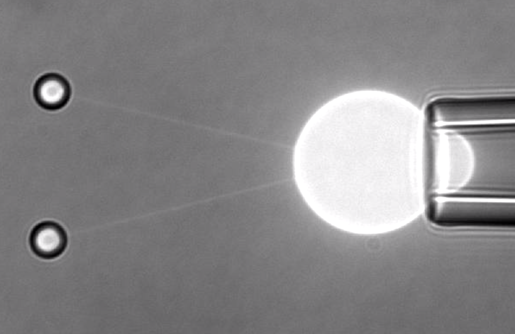 cell_mechanics_derganc3