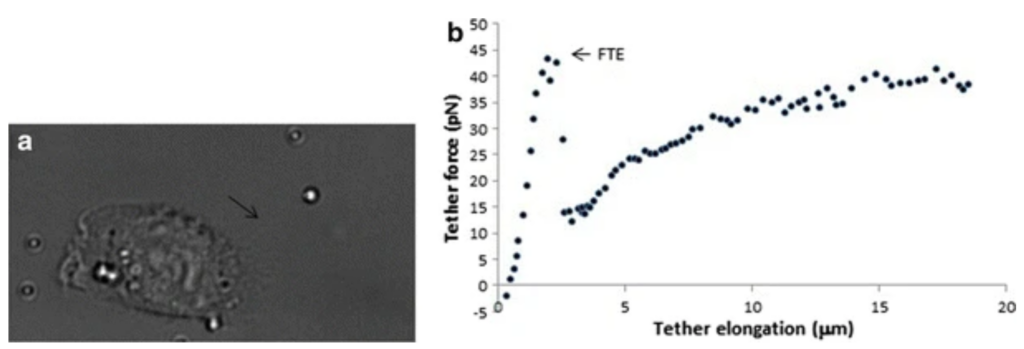 cell_mechanics_derganc4